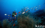 Cressent-tail bigeye (Priacanthus hamrur)