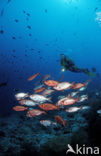 Cressent-tail bigeye (Priacanthus hamrur)