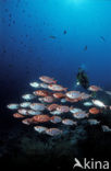 Cressent-tail bigeye (Priacanthus hamrur)