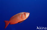 Cressent-tail bigeye (Priacanthus hamrur)