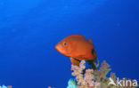 Cressent-tail bigeye (Priacanthus hamrur)