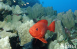 Cressent-tail bigeye (Priacanthus hamrur)