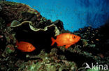 Cressent-tail bigeye (Priacanthus hamrur)