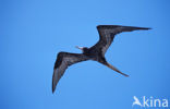 Great Frigatebird (Fregata minor)