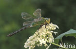 Emperor Dragonfly (Anax imperator)