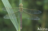 Grote keizerlibel (Anax imperator)