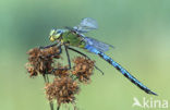 Grote keizerlibel (Anax imperator)