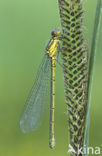 Grote roodoogjuffer (Erythromma najas)