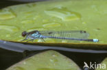 Grote roodoogjuffer (Erythromma najas)