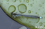 Red-eyed Damselfly (Erythromma najas)