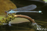 Red-eyed Damselfly (Erythromma najas)