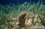 Noble pen shell (Pinna nobilis)