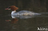 Grote Zaagbek (Mergus merganser)