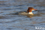 Grote Zaagbek (Mergus merganser)