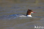 Grote Zaagbek (Mergus merganser)