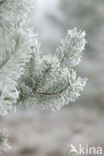 Scots Pine (Pinus sylvestris)