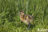 Black-tailed Godwit (Limosa limosa) 