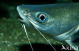 Shark catfish (Hexanematichthys seemanni)