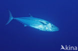 Hondstonijn (Gymnosarda unicolor)