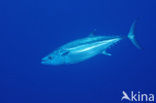 Dogtooth tuna (Gymnosarda unicolor)