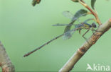Houtpantserjuffer (Lestes viridis)