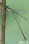 Houtpantserjuffer (Lestes viridis)