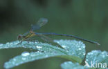 Houtpantserjuffer (Lestes viridis)