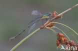 Houtpantserjuffer (Lestes viridis)