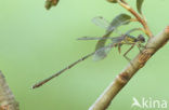 Houtpantserjuffer (Lestes viridis)