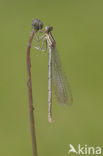 Damselfly (Erythromma lindenii)