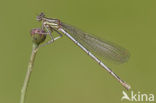 Damselfly (Erythromma lindenii)