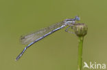 Damselfly (Erythromma lindenii)