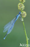 Damselfly (Erythromma lindenii)