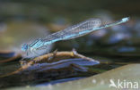 Kanaaljuffer (Erythromma lindenii)