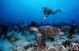 Hawksbill Turtle (Eretmochelys imbricata) 