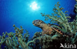 Hawksbill Turtle (Eretmochelys imbricata) 