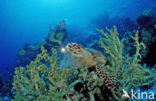 Hawksbill Turtle (Eretmochelys imbricata) 