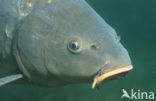 Common Carp (Cyprinus carpio) 