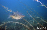 Common Carp (Cyprinus carpio) 