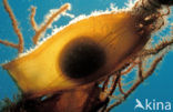 Katzenhai (Scyliorhinus sp.)