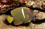 keizersvis (Holacanthus passer)