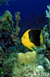 Rock beauty (Holacanthus tricolor)