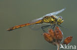 Kempense heidelibel (Sympetrum depressiusculum) 