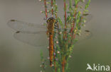 Eurasian red dragonfly (Sympetrum depressiusculum)