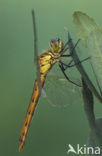 Eurasian red dragonfly (Sympetrum depressiusculum)