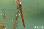 Kempense heidelibel (Sympetrum depressiusculum) 