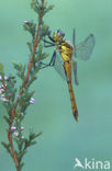 Eurasian red dragonfly (Sympetrum depressiusculum)