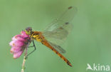 Kempense heidelibel (Sympetrum depressiusculum) 