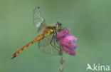 Kempense heidelibel (Sympetrum depressiusculum) 