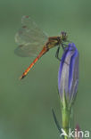 Kempense heidelibel (Sympetrum depressiusculum) 